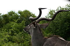 kudu addo IMG_3839.JPG